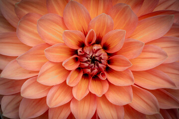 Orange Dahlia closeup