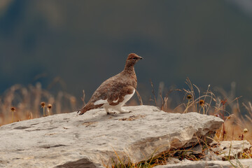 Alpenschneehuhn auf dem Chäserrugg, St. Gallen, Schweiz