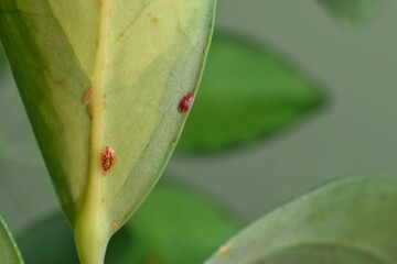 Close-up of scale pest insects attached to the underside of a schefflera houseplant leaf