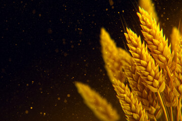 Golden wheat ears with glowing light