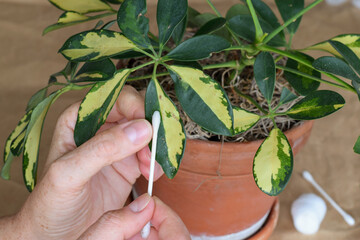 Close-up of a person’s hands using a cotton swab to clean pests from schefflera houseplant leaves