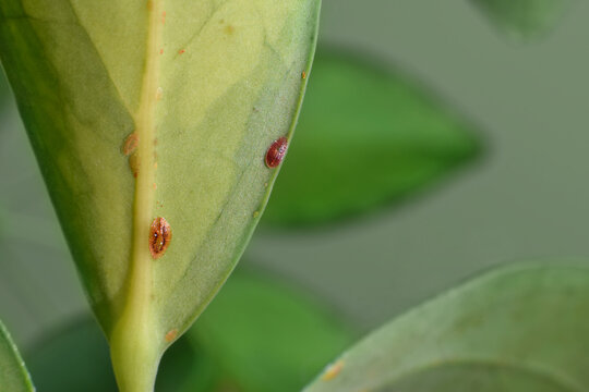 Close-up of scale pest insects attached to the underside of a schefflera houseplant leaf