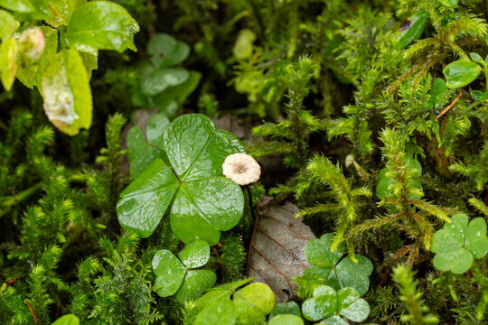 Marasmiellus perforans Pilz mit Klee
Marasmiellus perforans mushroom with clover