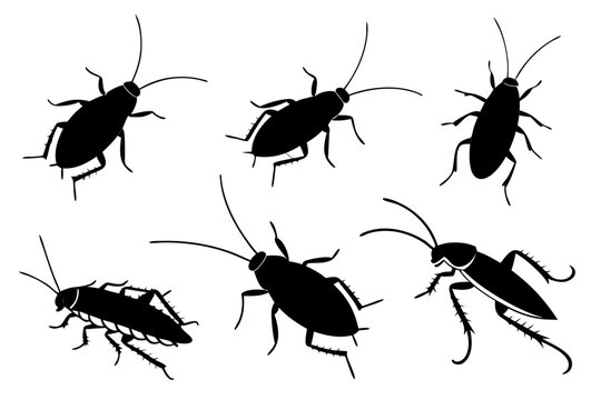 Illustration showcasing a group of six black cockroach silhouettes scattered across a white isolated background