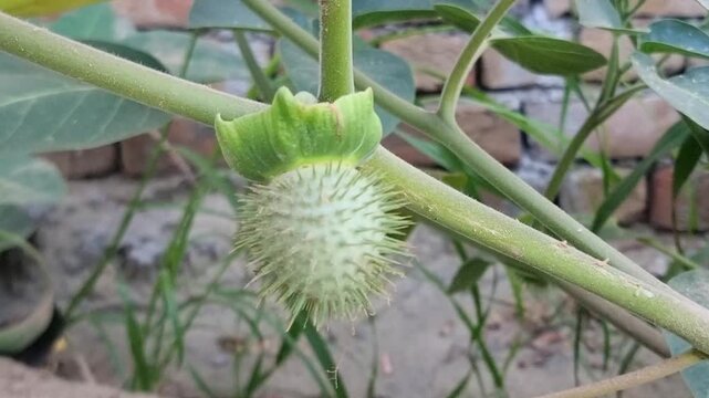 Datura Plant. Spiky Green Seed Pod of Datura stramonium in 4K View. Datura inoxia or Datura innoxia seed pods. Spiky Green Datura Seed Pod in Nature. Toxic Plant. Fruit of Datura metel. 4k Footage.