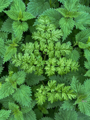 Young nettles and unknown plant in the middle in England, Suffolk, late September