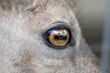 Side view of the upper head and brown eye of an ibex.