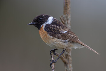 European stonechat (Saxicola rubicola)
