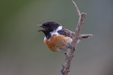 European stonechat (Saxicola rubicola)