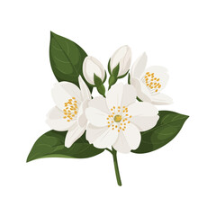 A delicate sprig of white jasmine flowers with green leaves and buds isolated on a white background.
