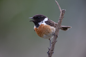 European stonechat (Saxicola rubicola)