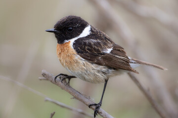 European stonechat (Saxicola rubicola)