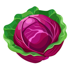 Illustration of fresh organic red cabbage head with green leaves healthy food vegetable diet 90