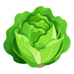Fresh green cabbage head illustration for healthy eating and vegetarian recipes nutrition diet food