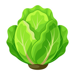 Illustration of fresh green cabbage head vegetable healthy food ingredient for salad and cooking use