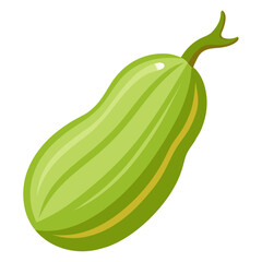 Illustration of a fresh green zucchini squash vegetable for healthy eating and cooking ideas now