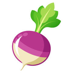 Illustration of fresh turnip vegetable with green leaves for healthy eating and cooking ideas