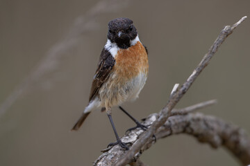 European Stonechat (Saxicola rubicola), male
