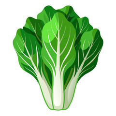 Bok choy vegetable illustration fresh healthy food chinese cabbage organic nutrition diet plant based