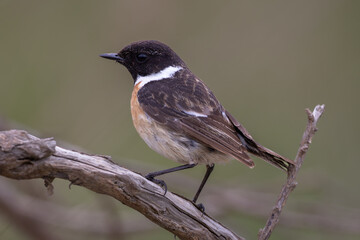 European Stonechat (Saxicola rubicola), male
