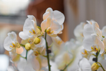 Fresh white orchid flowers in the hotel