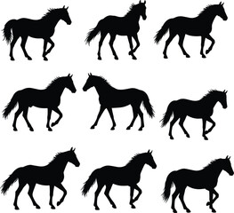 Elegant Black Horses On White