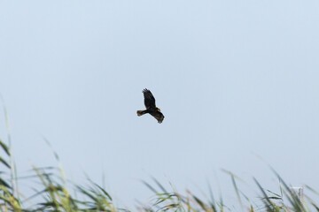 Wstern March Harrier - circus aeruginosus