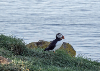 Atlantic puffin on rocks in Iceland
