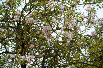 soft pink apple blossoms on a tree against a sky background