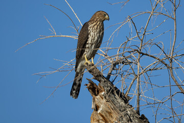 Male Cooper's Hawk Perched Looking for a meal