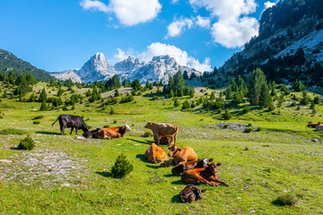 Cows and Calves Resting on Mountain Pasture with Scenic Rocky Peaks in Background
