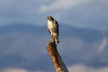Broad-Winged Hawk Perched on stump