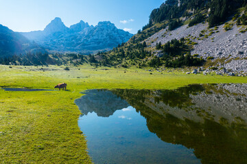 Cow and Calf Walking by Mountain Lake With Reflected Rocky Peaks