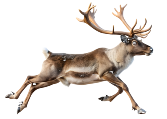 Reindeer running with large antlers caribou animal isolated on a transparent background