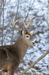 White-tailed deer buck