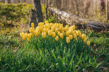 Obraz premium Close-up of a cluster of bright yellow wild tulips in a spring woodland setting