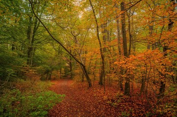 Obraz premium Vibrant Fall Woodland Tranquility View