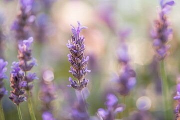 Obraz premium Detailed view of purple floral blossoms
