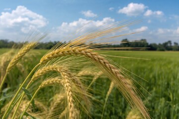 Detailed view of wheat heads in a crop field