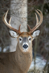 White-tailed deer buck