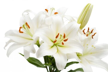 Naklejka premium Detailed close-up of white lilies against a plain white backdrop