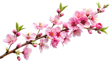 Obraz premium Beautiful peach blossom branch isolated on transparent background, showcasing delicate pink petals and vibrant green buds in a spring floral display
