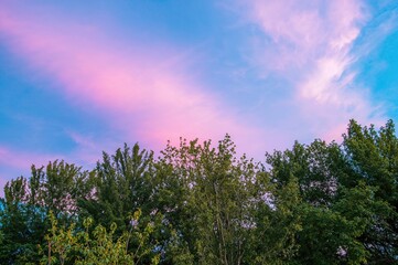 Obraz premium Fluffy pastel clouds above the treetops