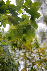 green maple leaves