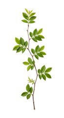 Vertical young twig branch with fresh small green compound leaves, isolated on white and transparent background for spring, botany, and ecology concepts