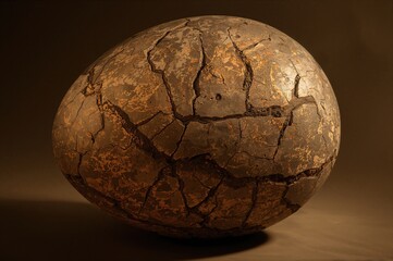 Fossilized egg in cracked sepia stone