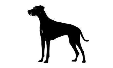 a black silhouette of a large dog standing on all foursblack, dog, greyhound, image, photo, profile, stand 