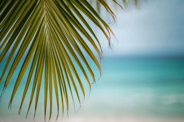 Fototapeta premium Close-up photograph of a coconut palm frond