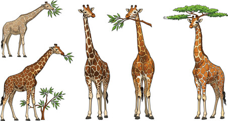 Whimsical giraffe illustrations interacting with trees, leaves, and branches, playful animal characters, nature concept, cartoon wildlife, creative giraffe art © Miss