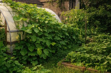 Garden cucumber plants climbing on vines.